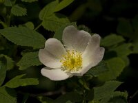 Rosa canina 32, Hondsroos, Saxifraga-Jan van der Straaten