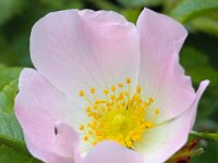 Rosa canina 43, Hondsroos, Saxifraga-Bart Vastenhouw