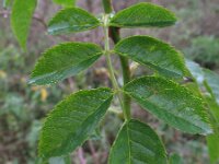 Rosa canina 47, Hondsroos, Saxifraga-Rutger Barendse