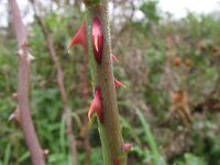 Rosa canina 48, Hondsroos, Saxifraga-Rutger Barendse