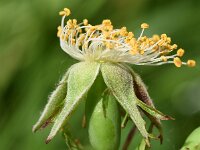 Rosa canina 77, Hondsroos, Saxifraga-Sonja Bouwman  1012. Hondsroos - Rosa canina - Rosaceae familie (i)