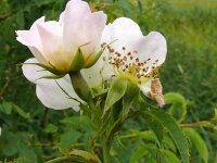 Rosa canina 78, Hondsroos, Saxifraga-Hans Grotenhuis
