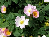 Rosa canina 79, Hondsroos, Saxifraga-Hans Grotenhuis
