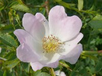 Rosa canina 80, Hondsroos, Saxifraga-Hans Grotenhuis