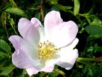 Rosa canina 81, Hondsroos, Saxifraga-Hans Grotenhuis