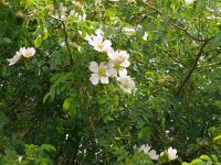Rosa canina 82, Hondsroos, Saxifraga-Hans Grotenhuis