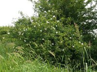 Rosa canina 83, Hondsroos, Saxifraga-Hans Grotenhuis