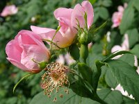 Rosa canina 84, Hondsroos, Saxifraga-Hans Grotenhuis