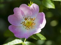 Rosa canina 85, Hondsroos, Saxifraga-Jan Nijendijk