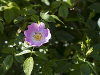 Rosa canina 86, Hondsroos, Saxifraga-Jan Nijendijk