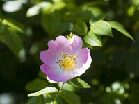Rosa canina 87, Hondsroos, Saxifraga-Jan Nijendijk