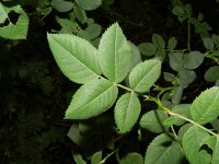 Rosa corymbifera 6, Heggenroos, Saxifraga-Rutger Barendse