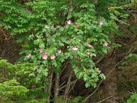 Rosa dumalis 3, Saxifraga-Hans Grotenhuis