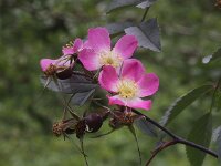 Rosa glauca 2, Bergroos, Saxifraga-Peter Meininger