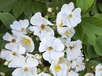 Flowering Multiflora Rose (Rosa multiflora) : blossom, blossoming, flora, floral, flower, flowering, flowers, growth, horticultural, horticulture, in bloom, multiflora rose, natural, nature, petal, petals, pistil, pistils, plant, prime, rosa, rosa multiflora, spring, stamen, stamens, summer, white