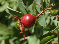 Rosa pimpinellifolia 30, Duinroos, Saxifraga-Jan van der Straaten