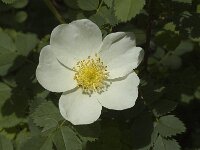 Rosa pimpinellifolia 31, Duinroos, Saxifraga-Jan van der Straaten