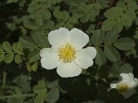 Rosa pimpinellifolia 32, Duinroos, Saxifraga-Jan van der Straaten