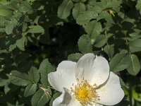 Rosa pimpinellifolia 33, Duinroos, Saxifraga-Jan van der Straaten