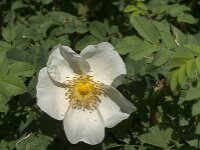 Rosa pimpinellifolia 34, Duinroos, Saxifraga-Jan van der Straaten