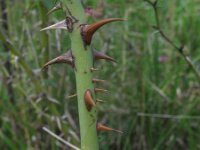 Rosa rubiginosa 14, Egelantier, Saxifraga-Rutger Barendse