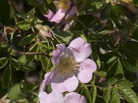 Rosa rubiginosa 24, Egelantier, Saxifraga-Willem van Kruijsbergen