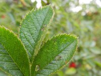 Rosa rubiginosa 9, Egelantier, Saxifraga-Rutger Barendse