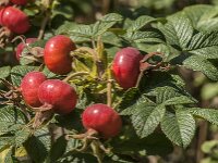 Rosa rugosa 10, Rimpelroos, Saxifraga-Jan van der Straaten