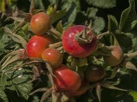 Rosa rugosa 12, Rimpelroos, Saxifraga-Jan van der Straaten