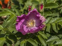 Rosa rugosa 13, Rimpelroos, Saxifraga-Jan van der Straaten