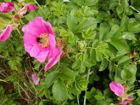 Rosa rugosa 14, Rimpelroos, Saxifraga-Peter Meininger