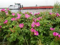 Rosa rugosa 15, Rimpelroos, Saxifraga-Peter Meininger