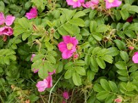 Rosa rugosa 16, Rimpelroos, Saxifraga-Peter Meininger