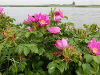 Rosa rugosa 18, Rimpelroos, Saxifraga-Peter Meininger