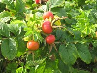 Rosa rugosa 9, Rimpelroos, Saxifraga-National Botanical Garden of Latvia
