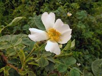 Rosa villosa 11, Bottelroos, Saxifraga-Hans Grotenhuis
