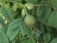 Rosa villosa 2, Bottelroos, Saxifraga-Peter Meininger