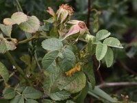 Rosa villosa 3, Bottelroos, Saxifraga-Peter Meininger