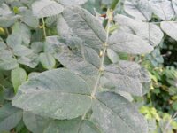 Rosa villosa 5, Bottelroos, Saxifraga-Rutger Barendse