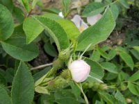 Rosa villosa 6, Bottelroos, Saxifraga-Rutger Barendse
