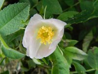 Rosa villosa 7, Bottelroos, Saxifraga-Rutger Barendse