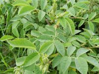 Rosa villosa 8, Bottelroos, Saxifraga-Rutger Barendse