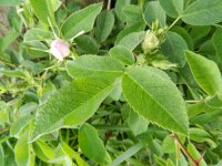Rosa villosa 9, Bottelroos, Saxifraga-Rutger Barendse