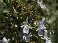 Rosmarinus officinalis 11, Rozemarijn, Saxifraga-Jan van der Straaten