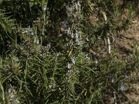 Rosmarinus officinalis 12, Rozemarijn, Saxifraga-Willem van Kruijsbergen