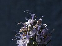 Rosmarinus officinalis 13, Rozemarijn, Saxifraga-Jan van der Straaten