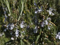 Rosmarinus officinalis 14, Rozemarijn, Saxifraga-Willem van Kruijsbergen
