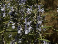 Rosmarinus officinalis 16, Rozemarijn, Saxifraga-Willem van Kruijsbergen