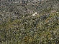 Rosmarinus officinalis 20, Rozemarijn, Saxifraga-Willem van Kruijsbergen