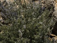 Rosmarinus officinalis 22, Rozemarijn, Saxifraga-Willem van Kruijsbergen